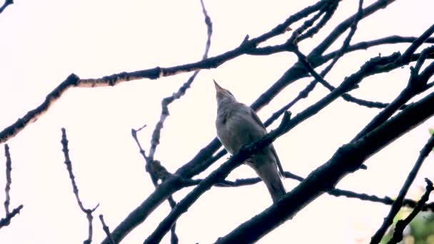 Het Zingen Van Nightingale Een Tak Een Witte Achtergrond Geluid — Stockvideo