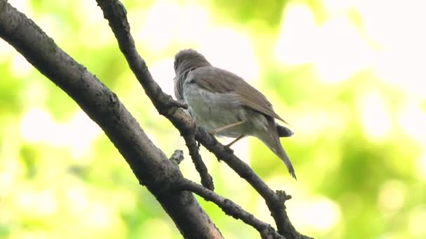 Bir Ağaç Şube Ses Üzerinde Nightingale Şarkı — Stok video