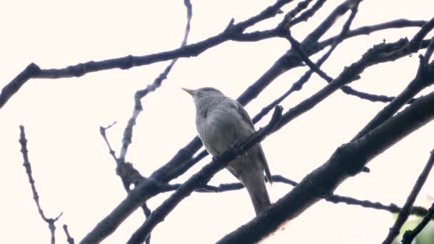 Het Zingen Van Nightingale Een Tak Een Witte Achtergrond Geluid — Stockvideo