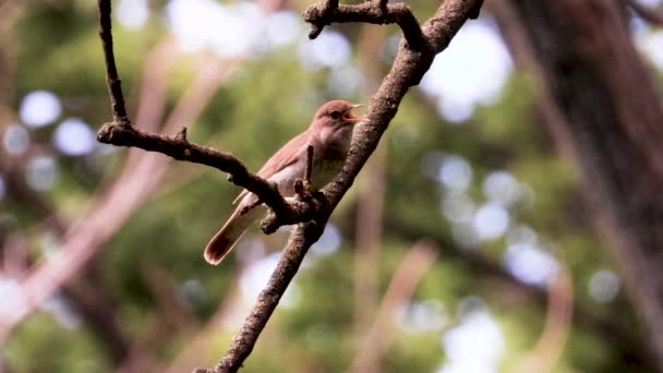 Näktergalen Sjunger Skogen Trädgren Vid Solnedgången Ljud — Stockvideo