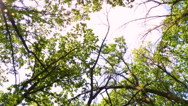 125 Veces Acercamiento Pájaro Cantando Ruiseñor Una Rama Árbol — Vídeos de Stock