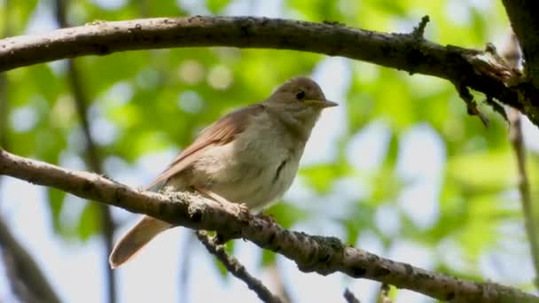 Śpiewając Nightingale Gałęzi Drzewa Dźwięk — Wideo stockowe