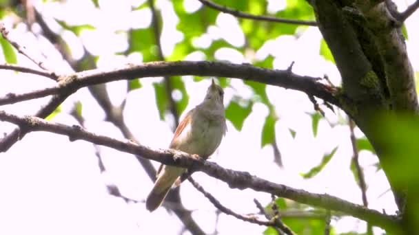 木の枝の上でナイチンゲールを歌う — ストック動画