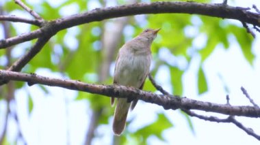 bir ağaç şube, ses üzerinde Nightingale şarkı
