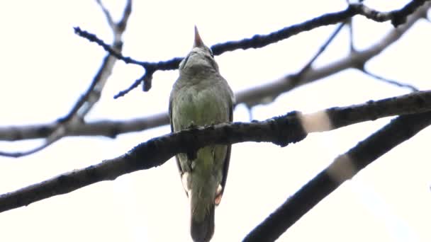 Śpiewając Nightingale Gałęzi Białym Tle Dźwięk — Wideo stockowe