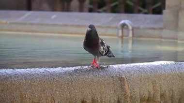 şehir çeşmede güvercin, zaman atlamalı