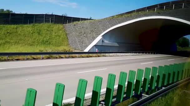 Cruce Animales Autopista Cámara Lenta — Vídeo de stock