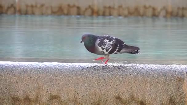 都市の噴水で鳩 時間経過 — ストック動画