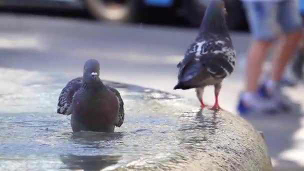 都市の噴水で鳩 時間経過 — ストック動画