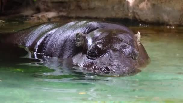 Hippopotamus Sitting Water Fleeing Heat — Stock Video