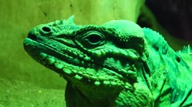 iguana gergedan kameraya bakar