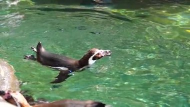 penguenler hayvanat bahçesinde balık yer. Yavaş çekim