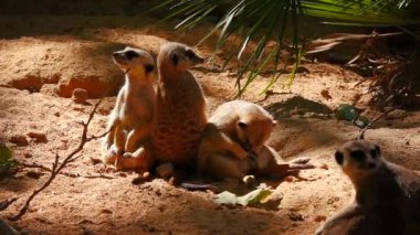 Kumda yavaş hareket güzel mirketler chan meydana gelen olayları izlemek