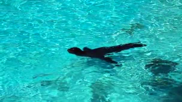 Kalifornischer Seelöwe Schwimmt Zeitlupe Blauen Wasser — Stockvideo