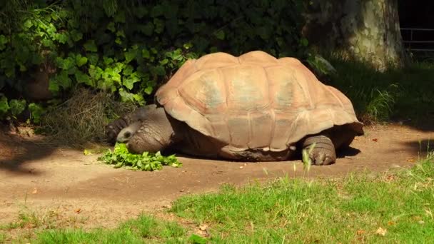 Aldabra Tortue Géante Mange Nourriture Sous Arbre — Video