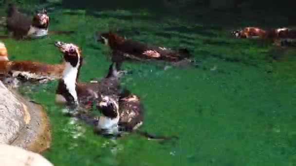 Pinguins Comem Peixe Zoológico — Vídeo de Stock