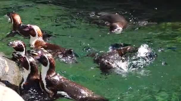 企鹅在动物园里吃鱼 慢动作 — 图库视频影像