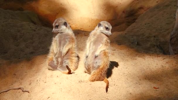 Beautiful Meerkats Sand Watch Events Occurring Changes Natur — Stock Video
