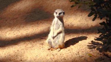 kum güzel mirketler natur meydana gelen değişikliklerin olayları izlemek
