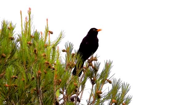 Black Songbird Singing Spruce White Background — Stock Video