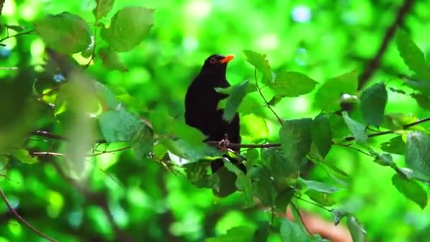 Uccello Canterino Nero Che Canta Nella Foresta — Video Stock