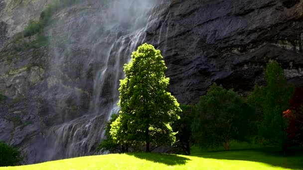 Stående Träd Bakgrund Ett Vattenfall Schweiz — Stockvideo