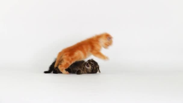 2匹の子猫が白い画面で遊ぶ — ストック動画