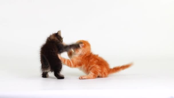 Zwei Kätzchen Spielt Auf Einer Weißen Leinwand — Stockvideo