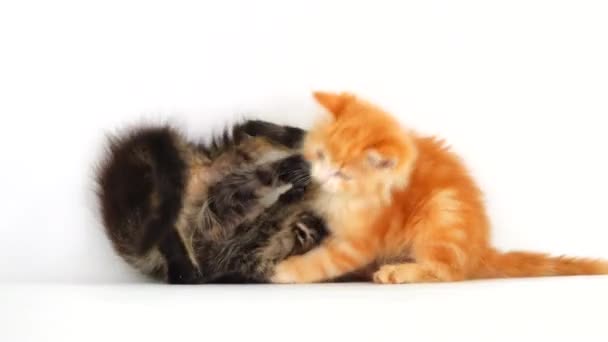 Twee Kitten Speelt Een Wit Scherm — Stockvideo