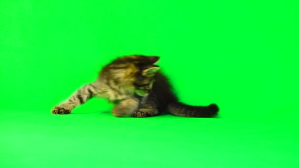 Kitten Plays Green Screen — Stock Video