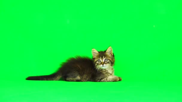 Gattino Gioca Uno Schermo Verde — Video Stock