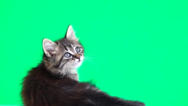Γατάκι Κοιτάζει Διαφορετικές Κατευθύνσεις Μια Πράσινη Οθόνη — Αρχείο Βίντεο