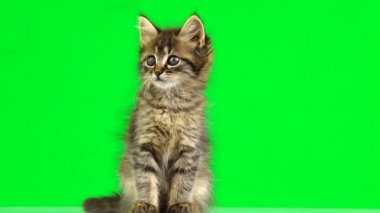 kedi yavrusu yeşil ekranda farklı yönlere bakar