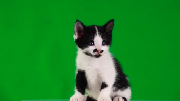 Biały Kociak Czarnymi Plamami Porusza Się Zielonym Ekranie Dźwięk — Wideo stockowe
