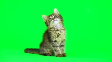 kedi yavrusu yeşil ekranda oynuyor
