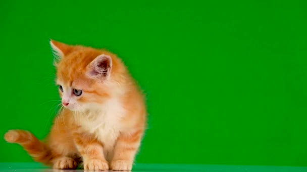 Πορτοκαλί Γατάκι Κοιτάζει Διαφορετικές Κατευθύνσεις Μια Πράσινη Οθόνη — Αρχείο Βίντεο
