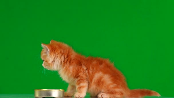 chaton orange boit du lait sur un écran vert 