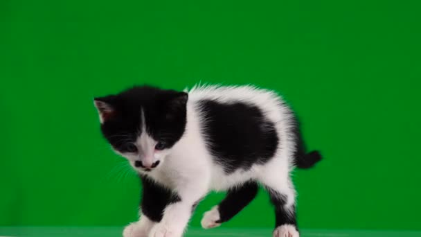 Bílé Koťky Černými Skvrnami Přesunuje Zelenou Obrazovku — Stock video