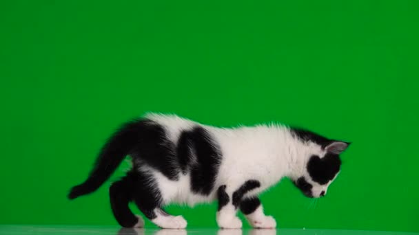 Gatinho Branco Com Manchas Pretas Move Uma Tela Verde Som — Vídeo de Stock