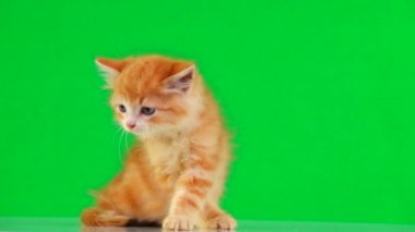 turuncu kedi yavrusu yeşil ekranda farklı yönlere bakar