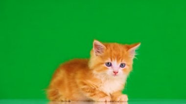 turuncu kedi yavrusu yeşil ekranda farklı yönlere bakar