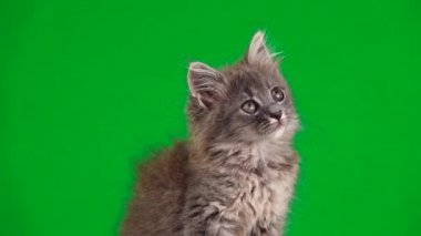 gri kedi yavrusu yeşil ekranda farklı yönlere bakar