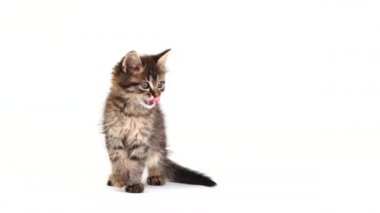 kedi yavrusu beyaz ekranda oynuyor