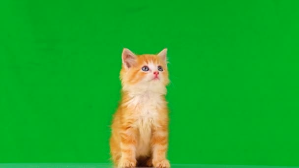 オレンジ色の子猫は 緑色の画面上で異なる方向に見えます — ストック動画