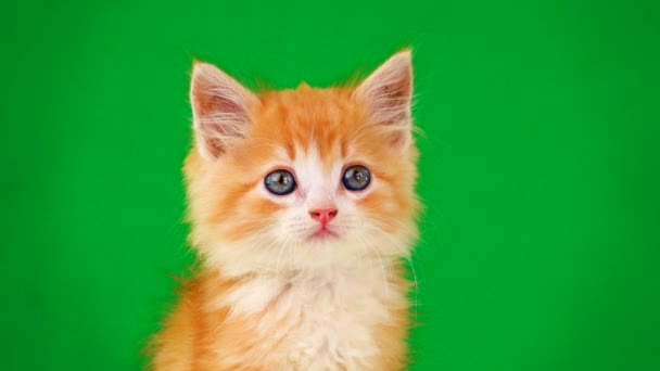 Oranje Kitten Kijkt Verschillende Richtingen Een Groen Scherm — Stockvideo