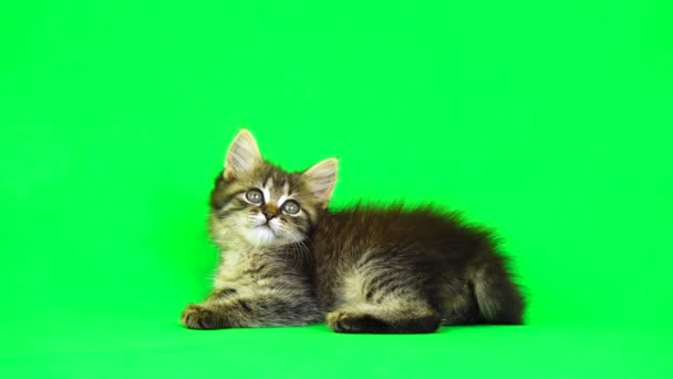Kociak Gra Zielonym Ekranie — Wideo stockowe
