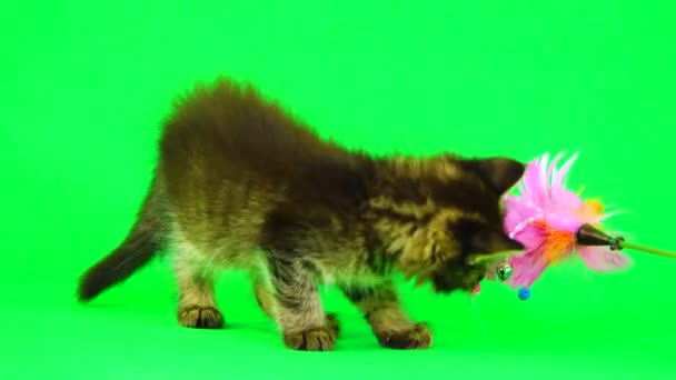 Γατάκι Παίζει Ένα Παιχνίδι Για Γατάκια Μια Πράσινη Οθόνη — Αρχείο Βίντεο