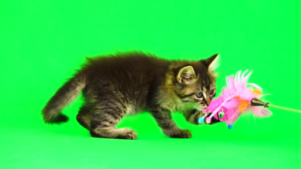 Kitten Speelt Met Een Speelgoed Voor Kittens Een Groen Scherm — Stockvideo