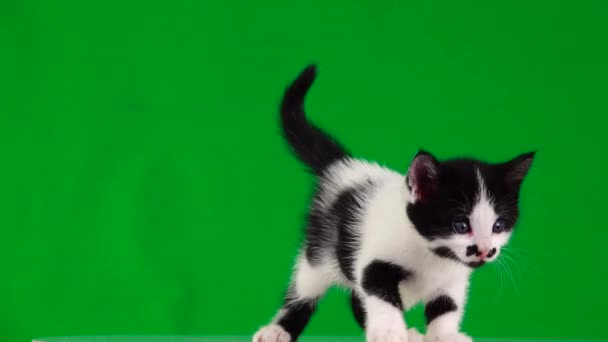 Wit Kitten Met Zwarte Vlekken Beweegt Een Groen Scherm Geluid — Stockvideo