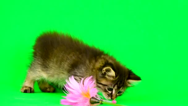 Кошеня Грає Іграшкою Кошенят Зеленому Екрані — стокове відео